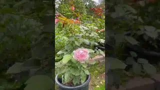Meredith Hybrid Tea Rose 梅勒迪斯