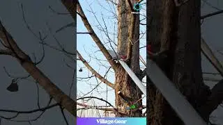 The Master of the 20-Foot Saw is Finally Here! 🌳🦾 This Pruning Skill is Pure Genius! #funny #skills