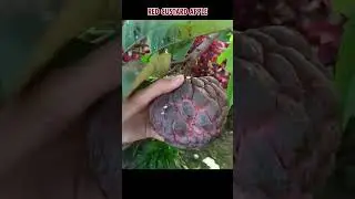 Red custard apple is the result of a cross between two types