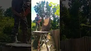 Mama Bear stump carving in Portland Oregon #chainsawcarving#sculpture #chainsawsculpture#portlandart