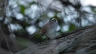 white throated sparrow singing
