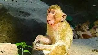Monkey Rya very miss  her poor girl losing so sad