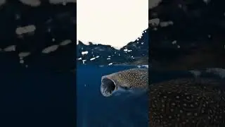 scary sharks underwater