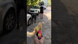 Pasear a tus 2 perros con esta correa doble anti enredos es una maravilla ❤️#correadobleantienredos