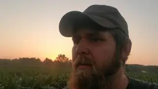 Effects of flame weeding Organic Corn