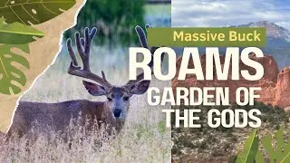 🦌❤️Legendary Monster Buck Rules Garden of the Gods