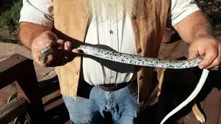 Buttermilk Racer -- Texas Herping