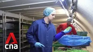 Air raid shelter in London transformed into underground farm