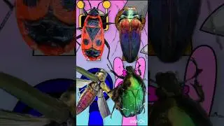 Insects😱Asmr Sprunki|Help You Relax #asmr #asmrsprunki #sprunkiasmr #animation #funny #shorts