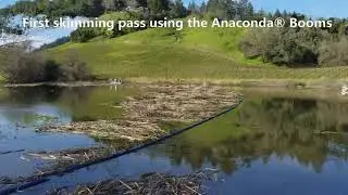 Cattail, Bulrush and Azolla harvesting video.