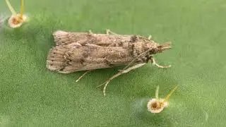 Colin Morrison   Invasive Moth   FINAL