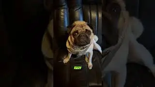 &ldquo;I ❤️ u&rdquo; - Edgar #cute #cute #viral #funny #pug #pets #dog #funny