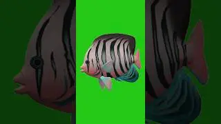 Colorful Fish Swimming on Green Screen Background - High-Quality Video #greenscreen #chromakey