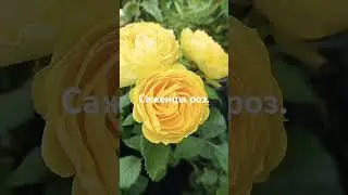 г.Грязи, ТЦ Линия.#ароматы #цветы #розы #грязи