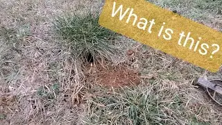 Fox/Coyote Trapping 2020: Prebaiting