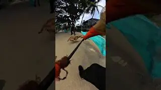Mafia Industries Area Dog Catch #shortsfeed #shorts #short #youtubeshorts