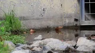Louisiana Waterthrush at Gilman Park in Fullerton CA 2