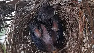 Demalichcha (Yellow-billed Babbler) Family