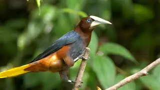 Chestnut-headed Oropendola Song and Call