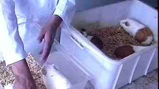 Bioterio, Manejo y Utilizaci&oacute;n de Animales de Laboratorio. Universidad de Colima.