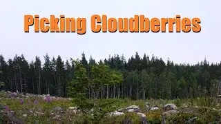 Cloudberries - From the Forest to Homemade Jam