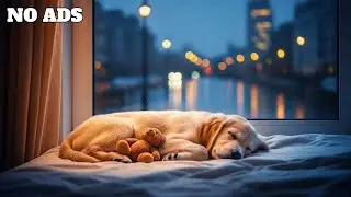 Natural Calming Aid for Dogs | Full Day Separation Anxiety Music #calmingpets