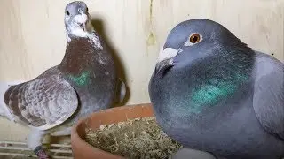 Sangers Pigeons offspring; Fantastic season start; Bred with proven Dirk Van Den Bulck