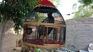 black teetr voice, کالا دیسی تیتر، black francolin