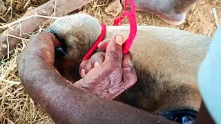Traditional Cow Nose Piercing | மூக்கணாங்கயிறு