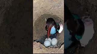 Kingfishers are back in the burrow to hatch their eggs! - Big Animals