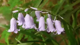 ABC TV | How To Make Bluebells Paper Flower - Craft Tutorial