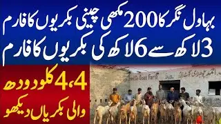 Biggest goats farming setup in bahawalnager 