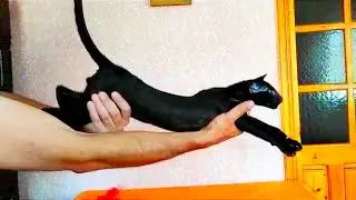 Black oriental cat, male (OSH n), for breeding - Черный ориентальный кот, мальчик, в разведение.