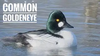 Common Goldeneye Close-Up: Nature's Most Striking Duck