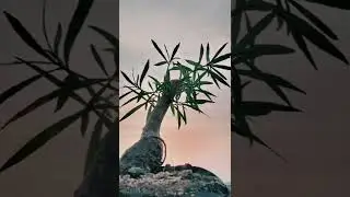 Bonsai Tree #bonsai #tree #viral #trending #youyubeshort #famous #newbonsai