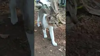 DRAMATIC CAT AFTER MEETS DOG 😅😅 #cats #dogs #shorts #shortvideo #shortsfeed #animals
