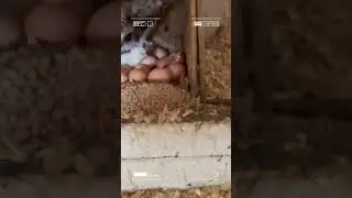 Cute baby chicks hatching with mother hen #chicken #babychickens #broodyhen #homestead #chickenlife