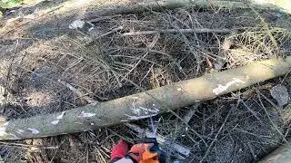 Fällheberschnitt Teil 1 mit Stihl MS 400C #stihl #400