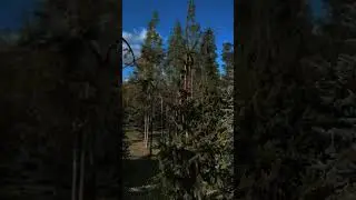 Питомники Беларуси Часть 3:Питомник Красный клен 🍁 #landscape #дизайн #озеленениеучастка #ландшафт