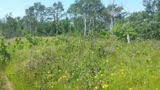 Hiking Isle Royale's Greenstone Ridge