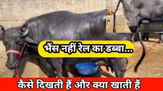 इतनी बड़ी भैंस | कौन सा ब्यात और क्या खाती हैं | Murrah Buffalo Farm Latest Video | #shorts #buffalo