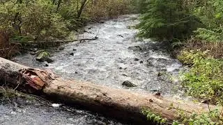 Necarney Creek Trail on the Oregon Coast.