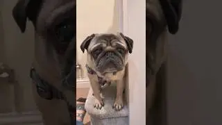 Can Dogs Eat Pear? 🤔 #pugdog #pug #pugs #youtubeshorts #shorts #dogs