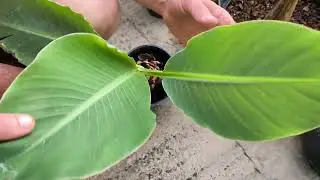 Exotická zahrada Přibice 🌴 třináctá část 👌
