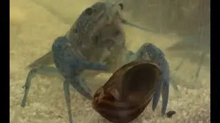 Blue Lobster Attacks Fresh Water Snail