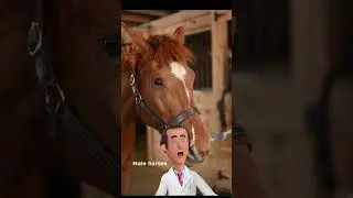 Did you know that ? (Horse Facts) #shorts #fact