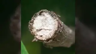 My q mobile LT700 pro macro photos|Uzafir Hameed