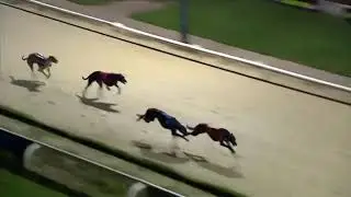 CAPE JUNGLE Wins His A6 480m Race In Trap 5 At Perry Barr