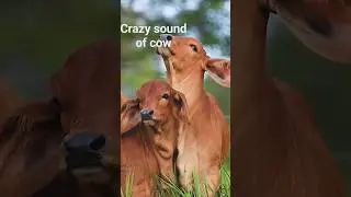 crazy sound of cow /sound of cow after rain #animallover #cow #Shorts #village #ytshorts