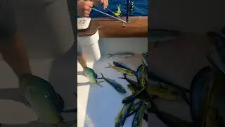 Loaded Up on Mahi-Mahi! 🤩